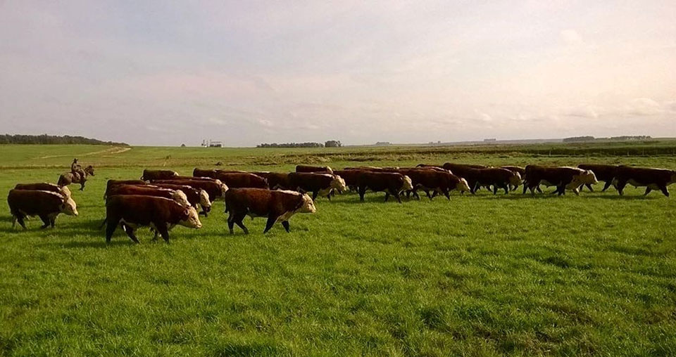 Altas temperaturas aumentam incidência de carrapatos nos bovinos